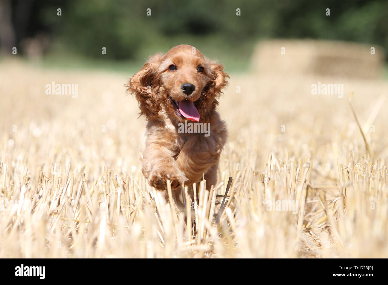 Field cocker best sale spaniel puppies