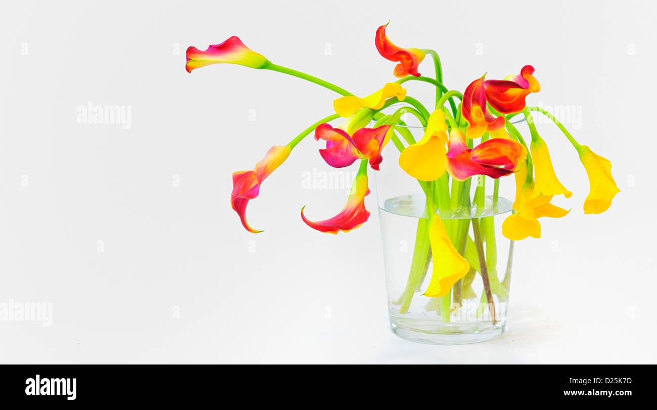 calla lilies in vase Stock Photo Alamy