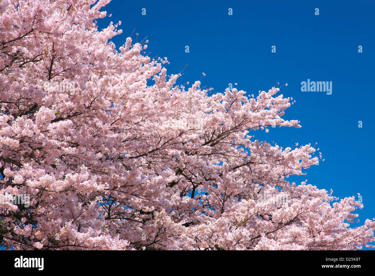 Cherry blossoms and blue sky Stock Photo - Alamy