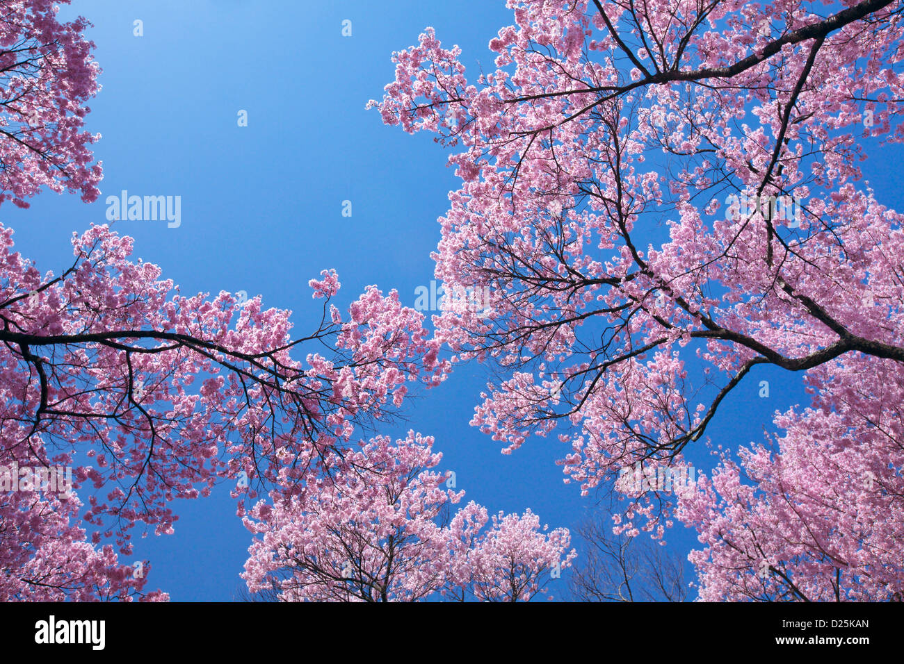 Cherry blossoms and blue sky Stock Photo - Alamy