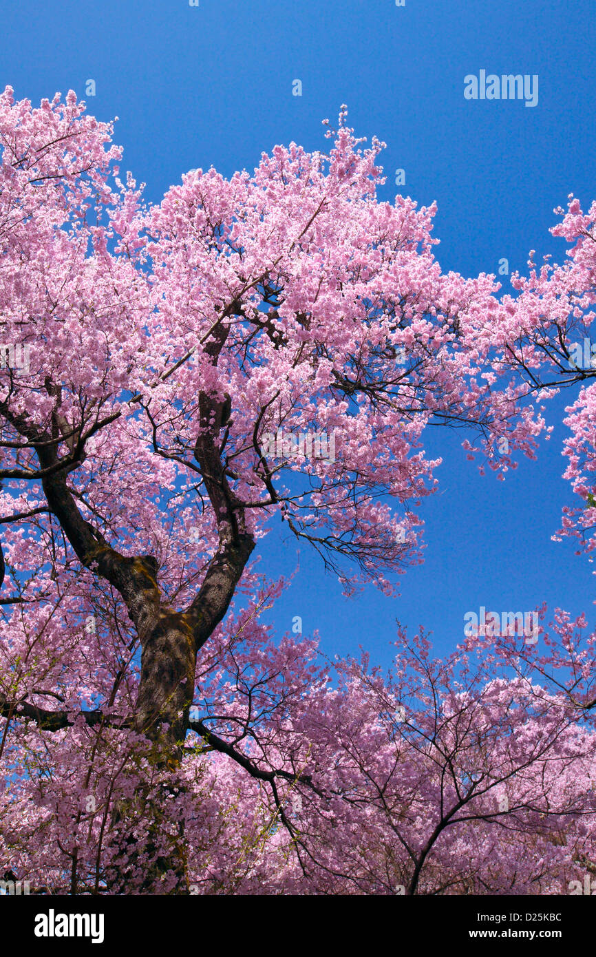 Cherry blossoms and blue sky Stock Photo - Alamy