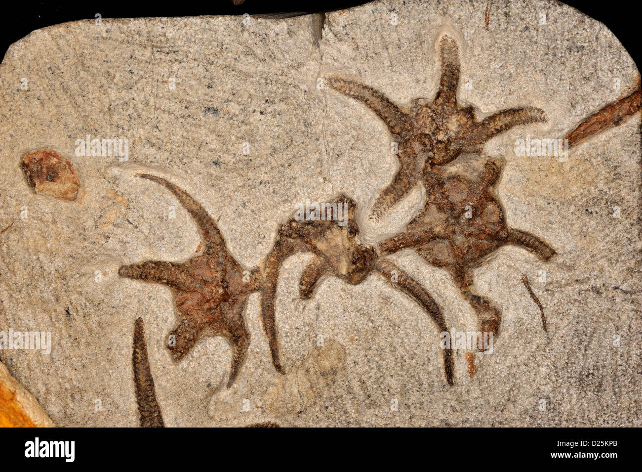 Fossil Brittle Sea Star, Ophiuroides sp., Ordovician Period Stock Photo