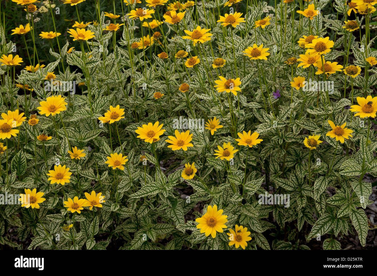 Heliopsis 'Loraine Sunshine' Stock Photo