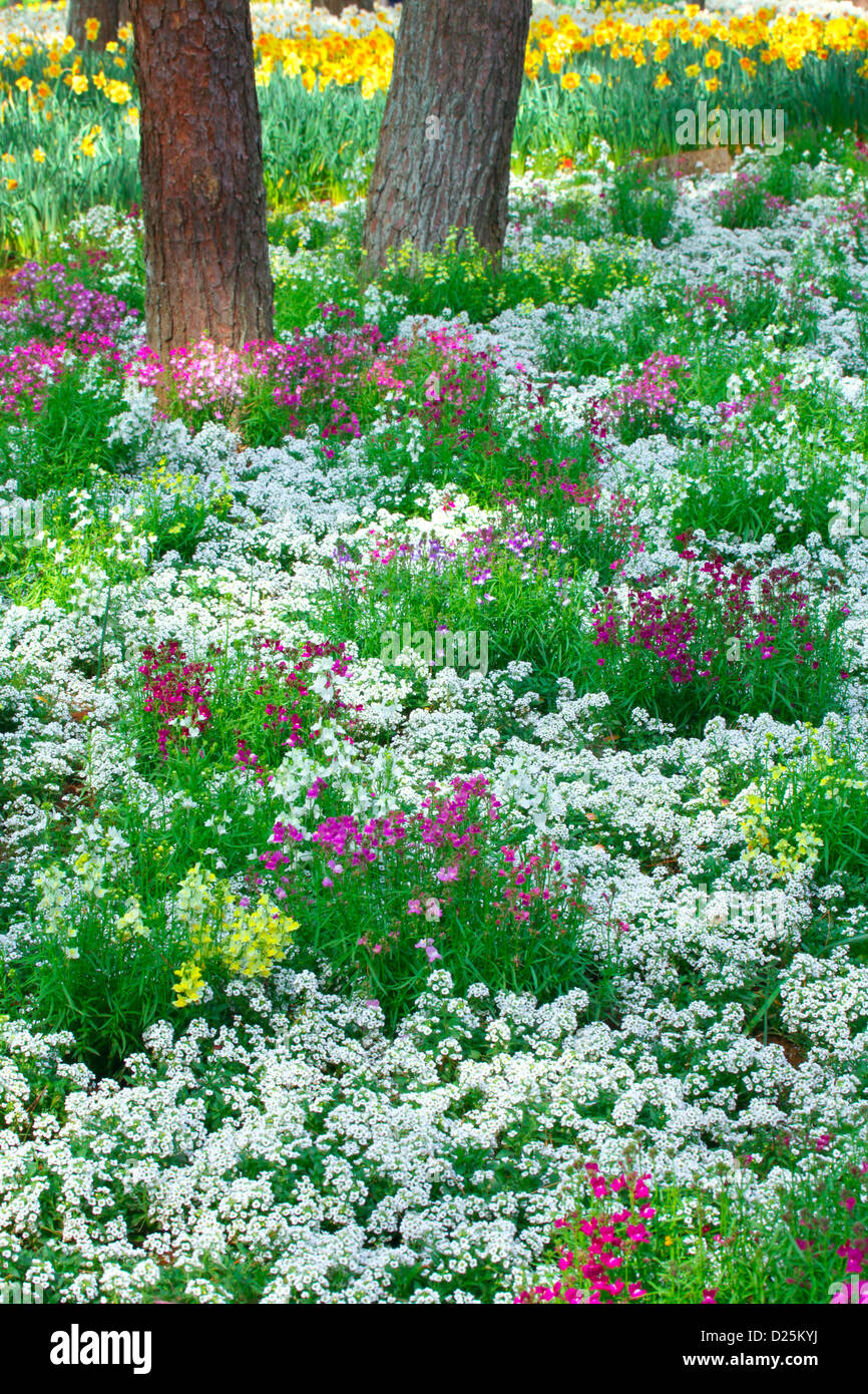 Japanese Primrose flowers, Ibaraki Prefecture Stock Photo