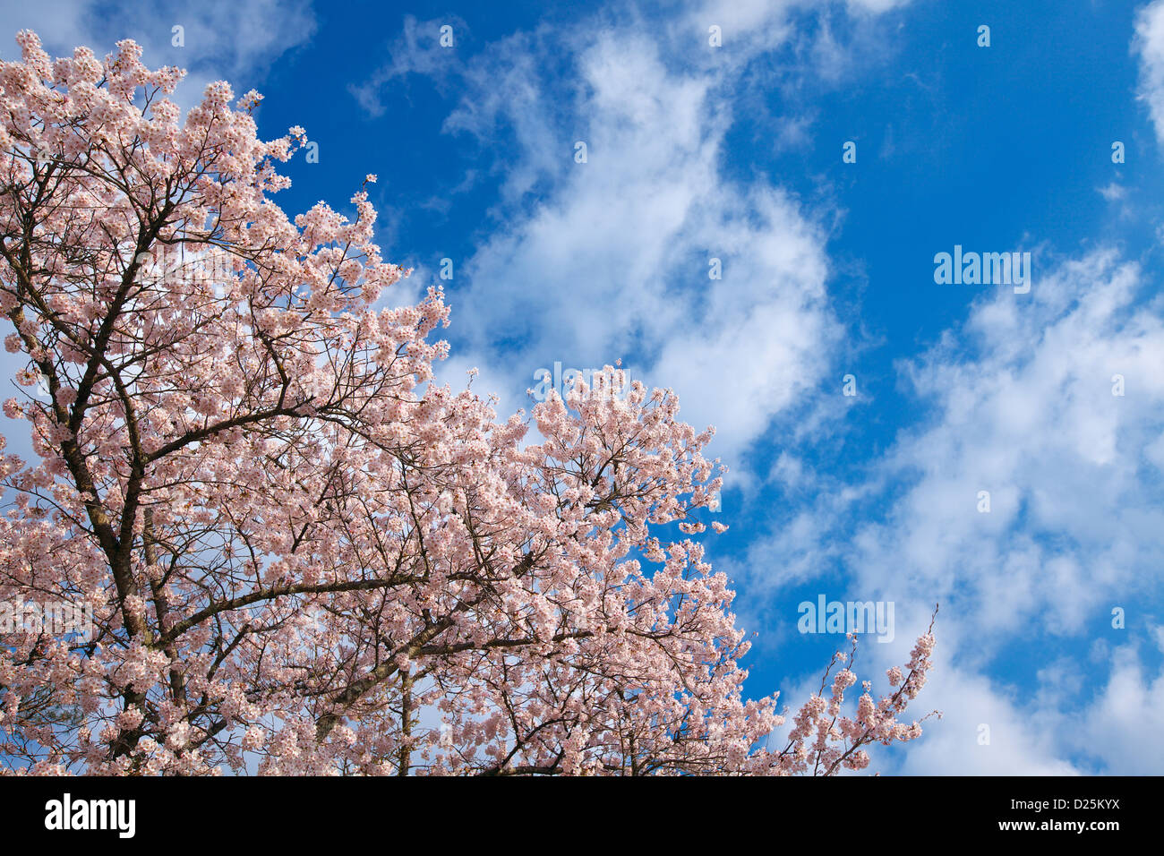 Cherry blossoms and blue sky Stock Photo - Alamy