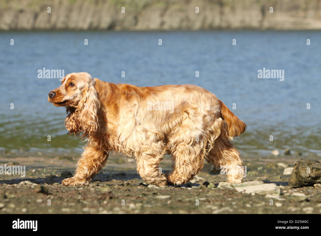 Lakes area cheap cocker spaniels