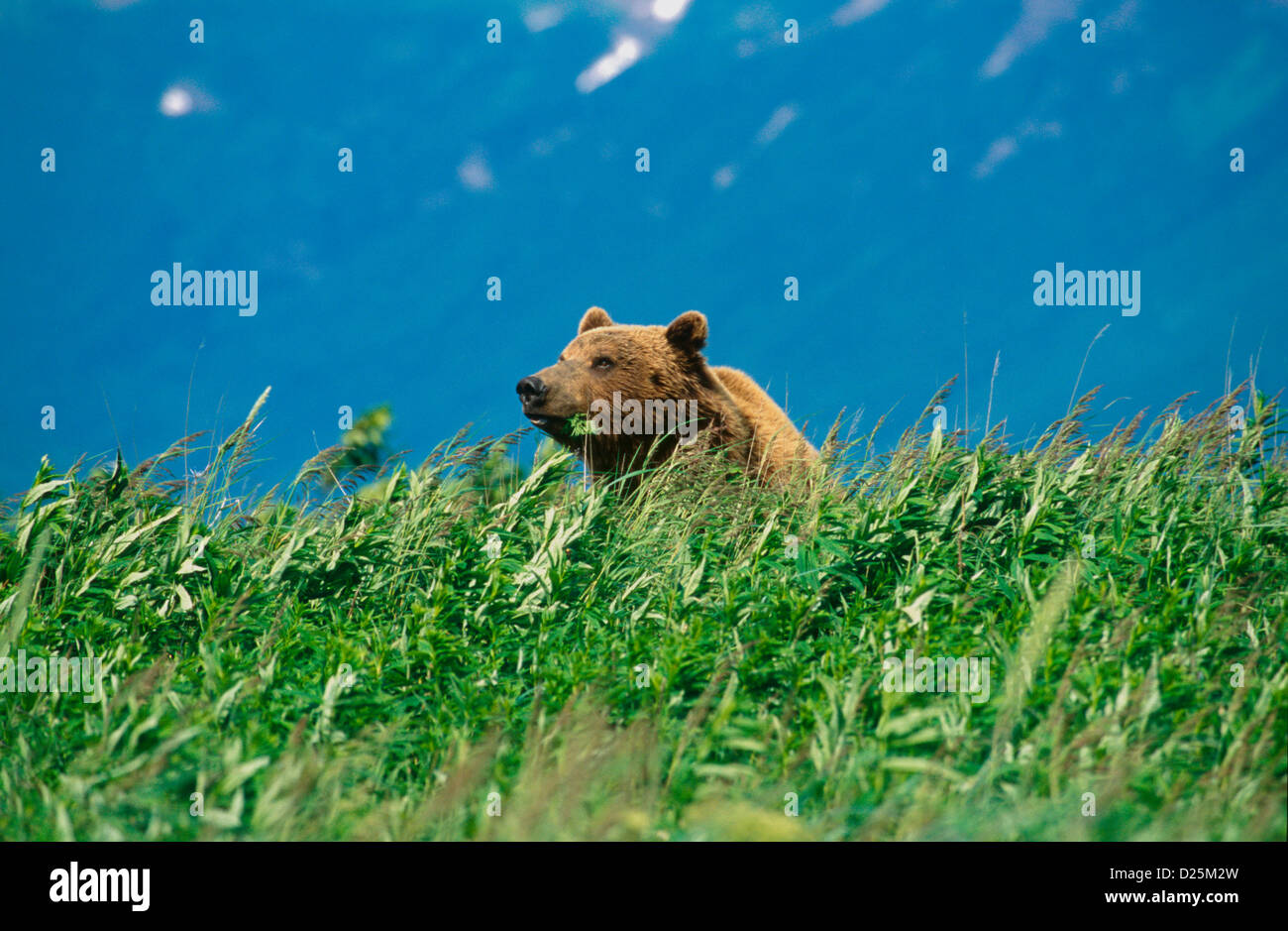 Coastal brown bears love to forage for sedge at marshy Hallo Bay, Katmai National Park & Preserve, Alaska Stock Photo