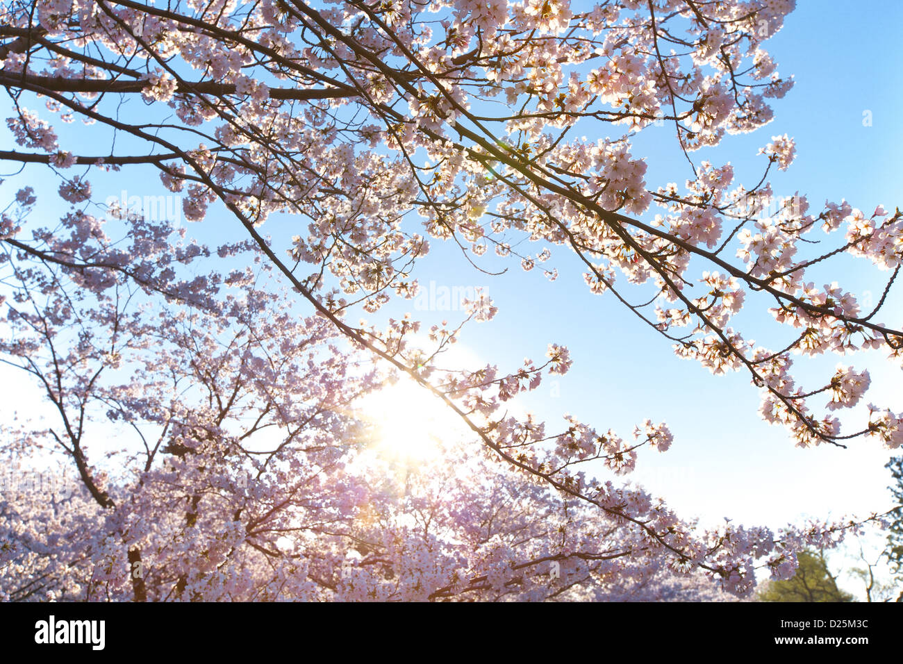 Cherry blossoms and blue sky Stock Photo - Alamy