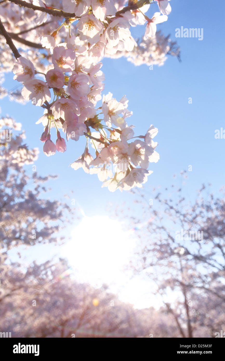 Cherry blossoms and blue sky Stock Photo - Alamy
