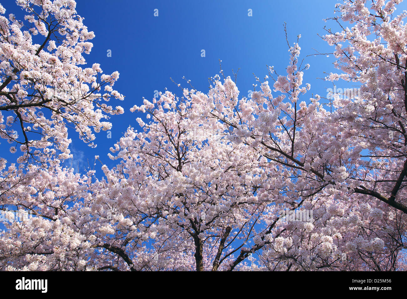 Cherry blossoms and blue sky Stock Photo - Alamy
