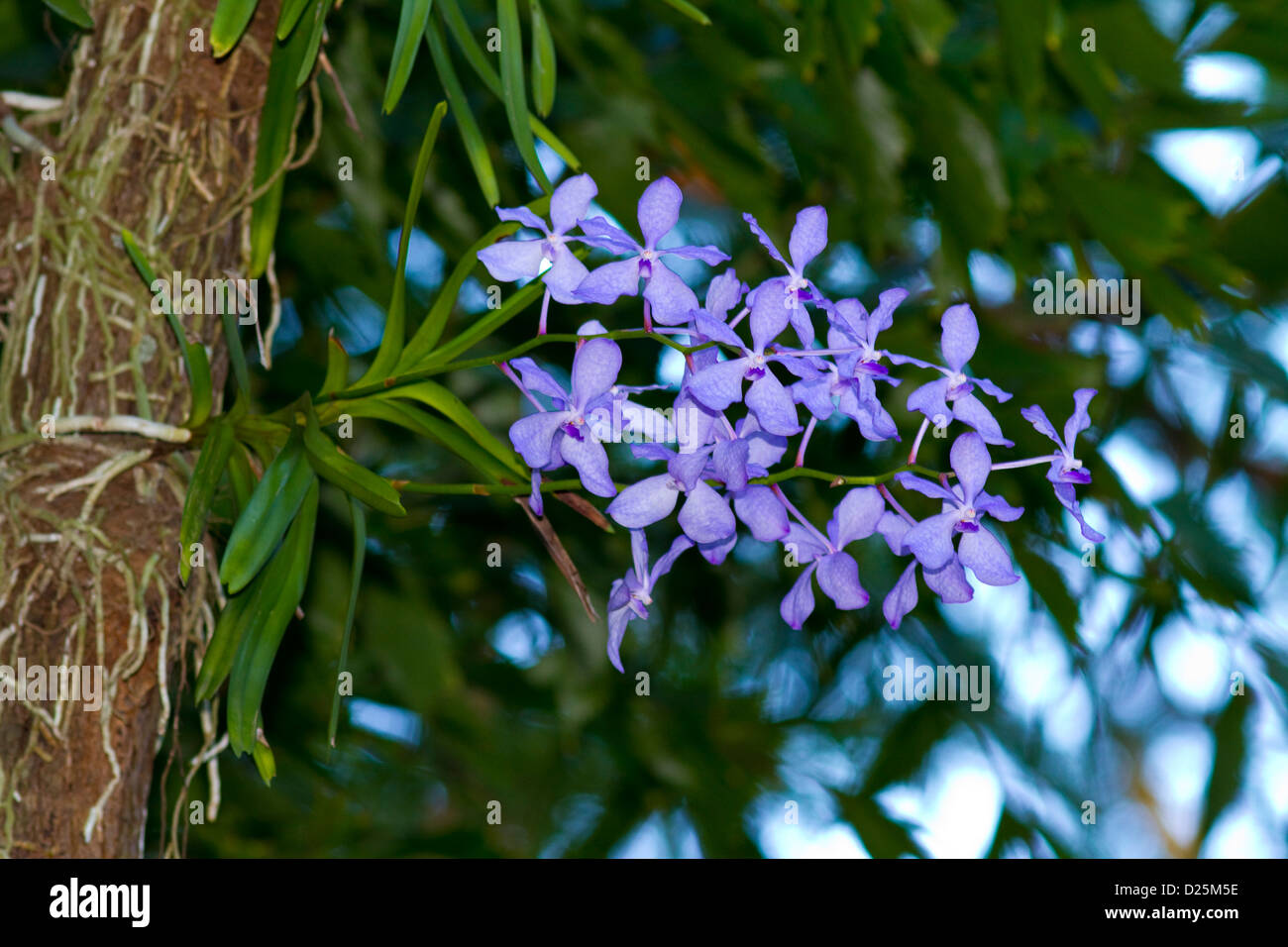 Purple Vanda Orchid Growing on a Tree Vanda coerulea Stock Photo