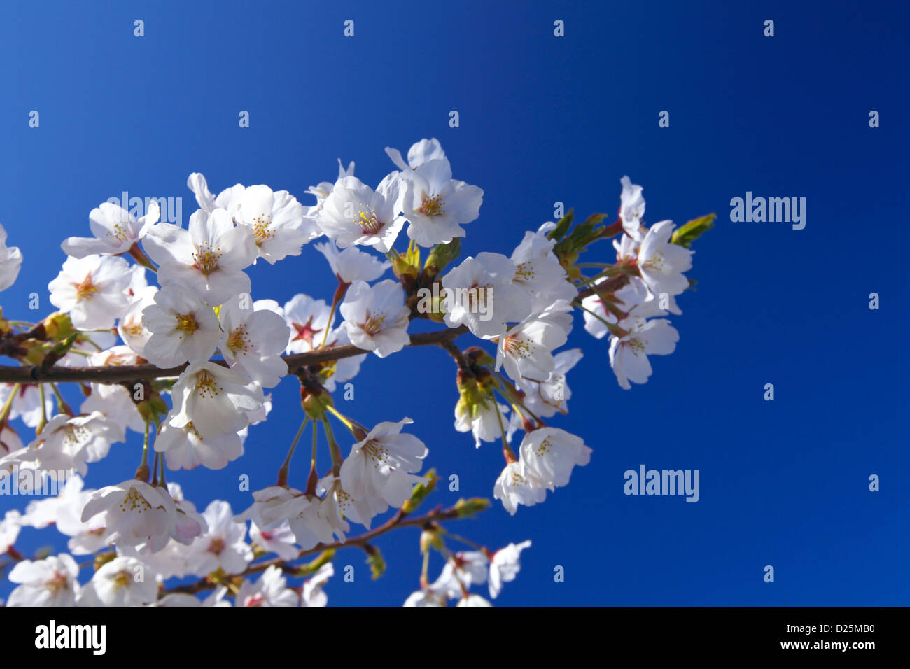 Cherry blossoms and blue sky Stock Photo - Alamy