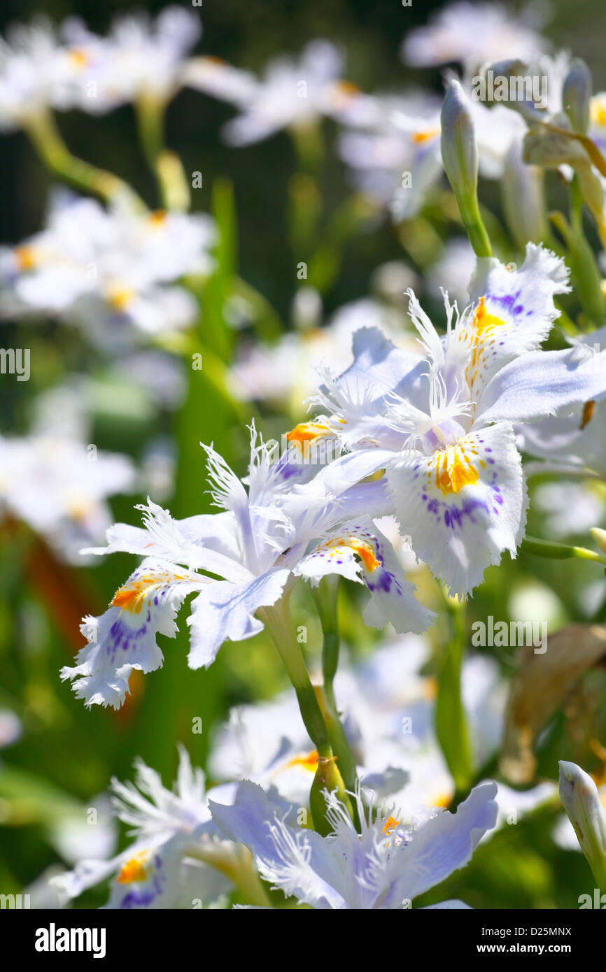 Iris japonica hi-res stock photography and images - Alamy