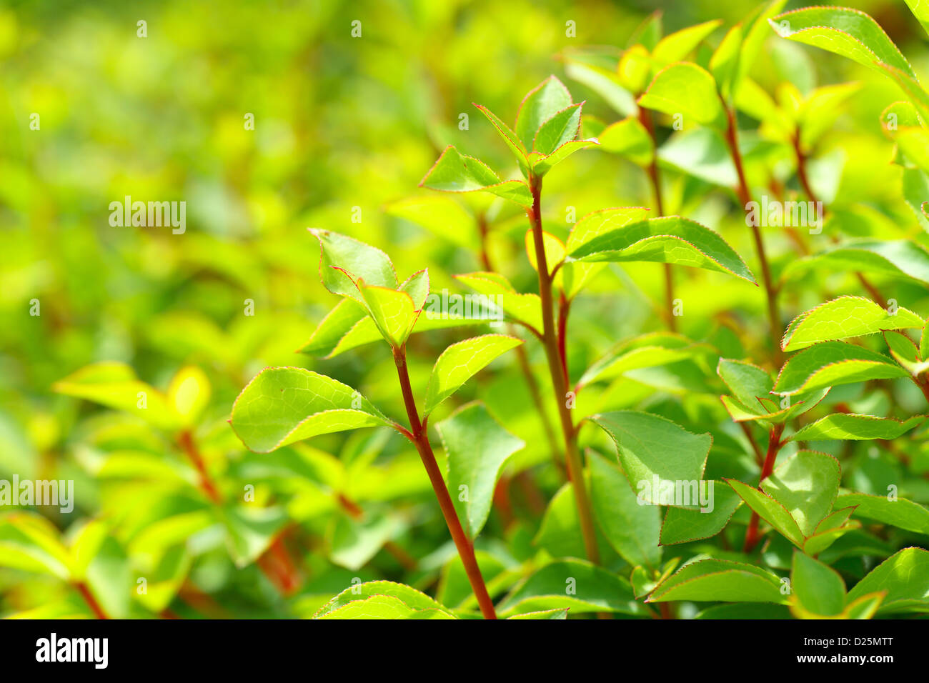 Rhododendron green leaves Stock Photo Alamy