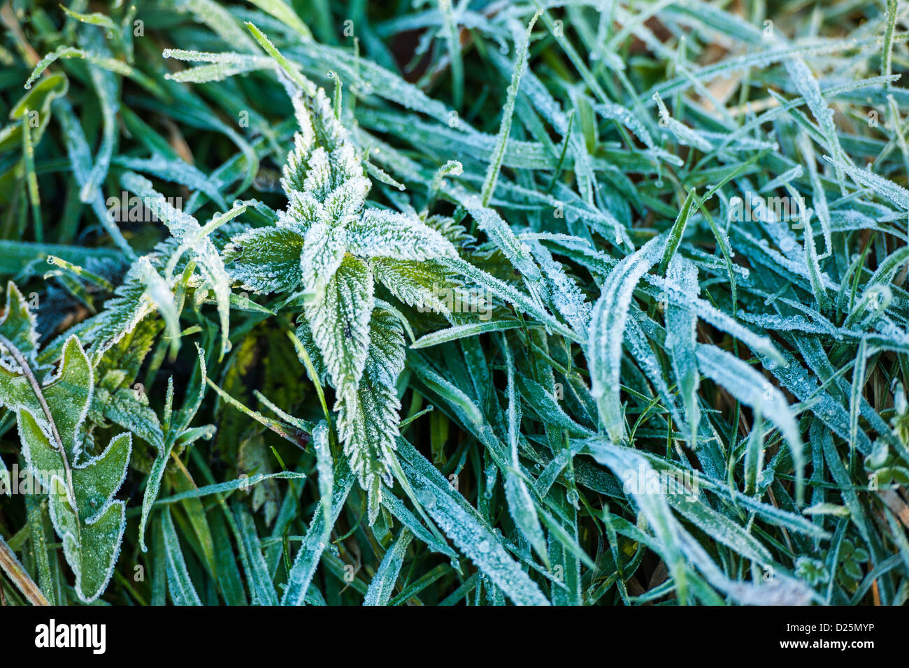 Netl's Grass nettles and grass with winter frost Stock Photo - Alamy