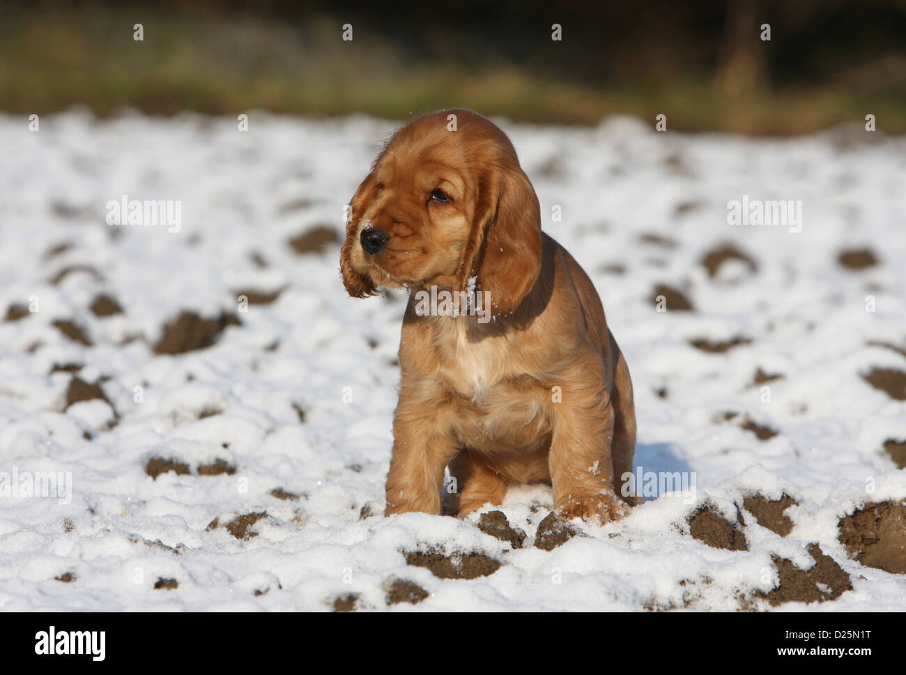 Dog English Cocker Spaniel puppy (red) sitting in snow Stock Photo