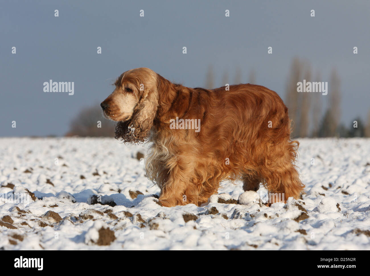 Dog English Cocker Spaniel adult (red) walking in snow Stock Photo
