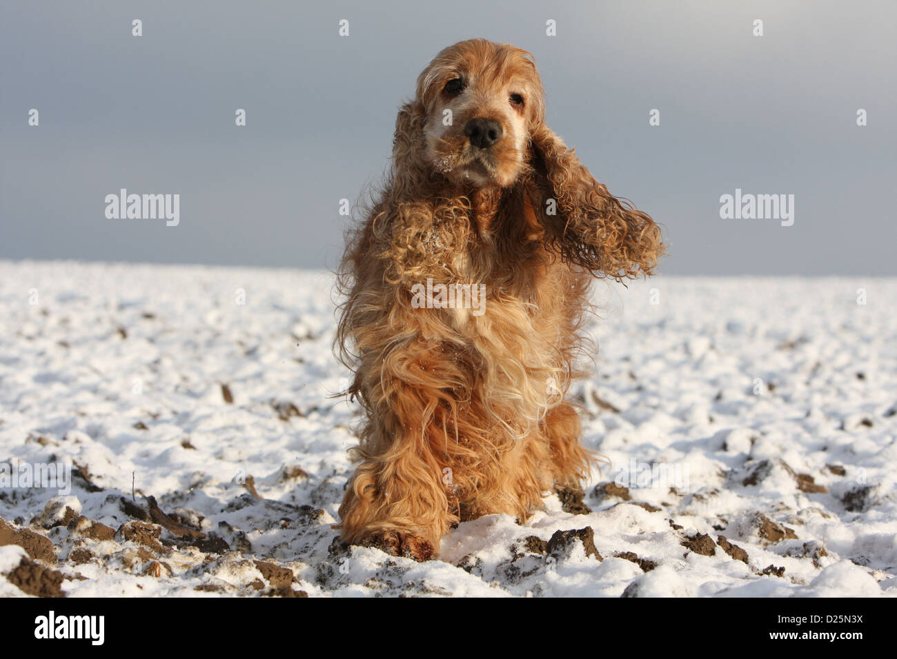 Dog English Cocker Spaniel adult (red) running in snow Stock Photo