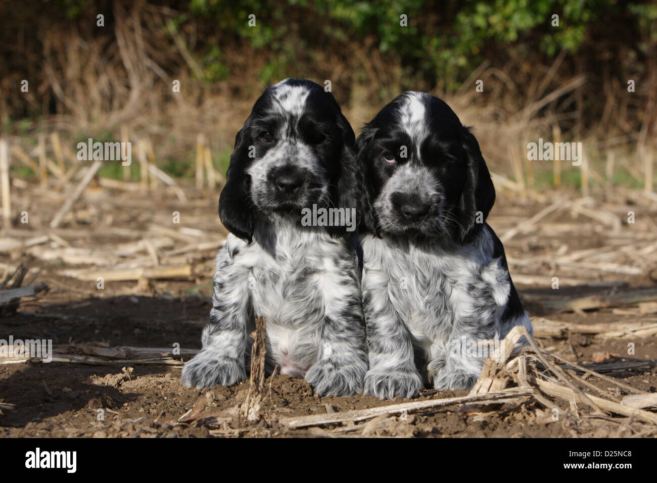 Dog English Cocker Spaniel two puppies (blue roan) sitting in a field Stock  Photo - Alamy