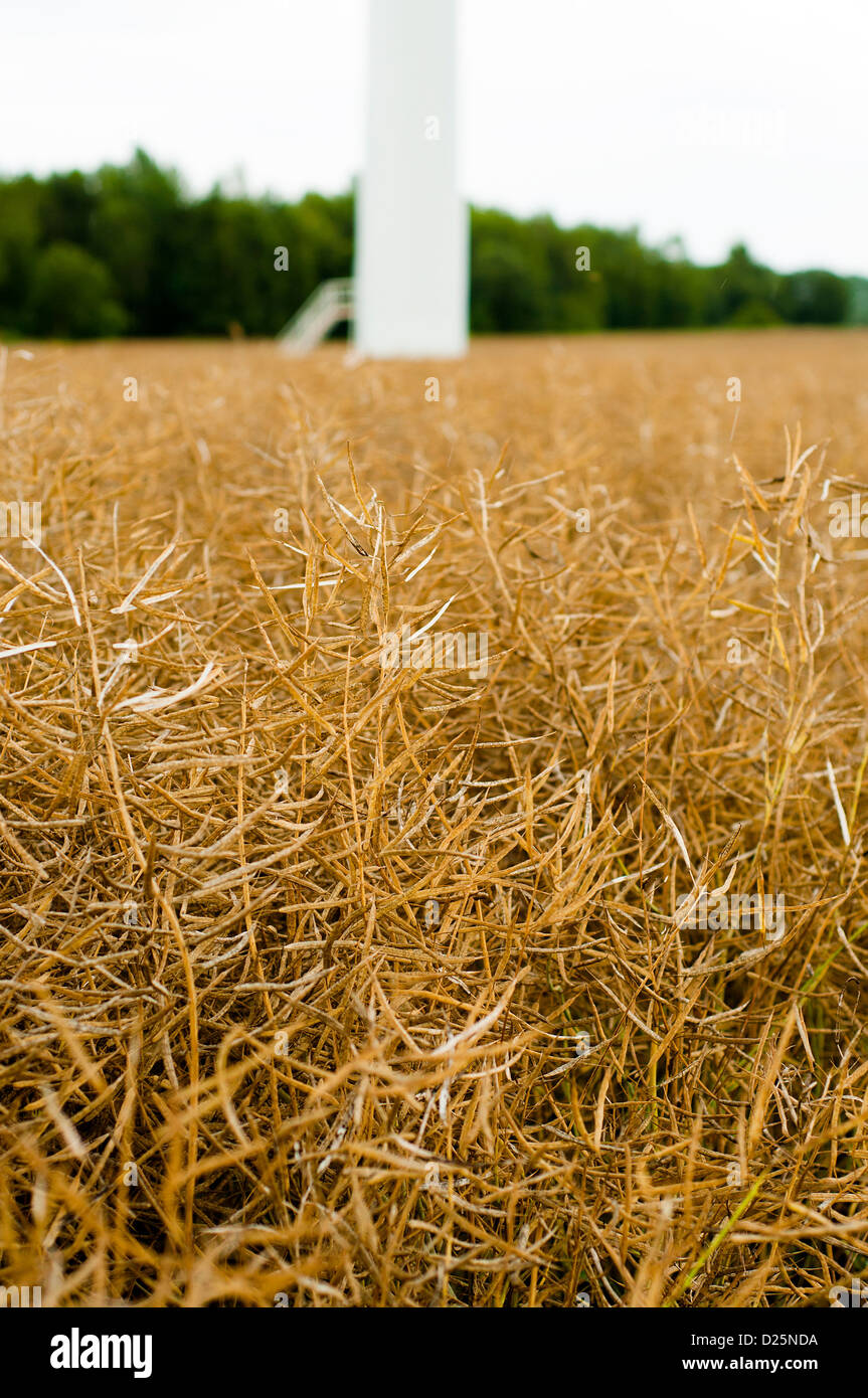 Rape field in early summer ready for harvest and windturbine in the ...