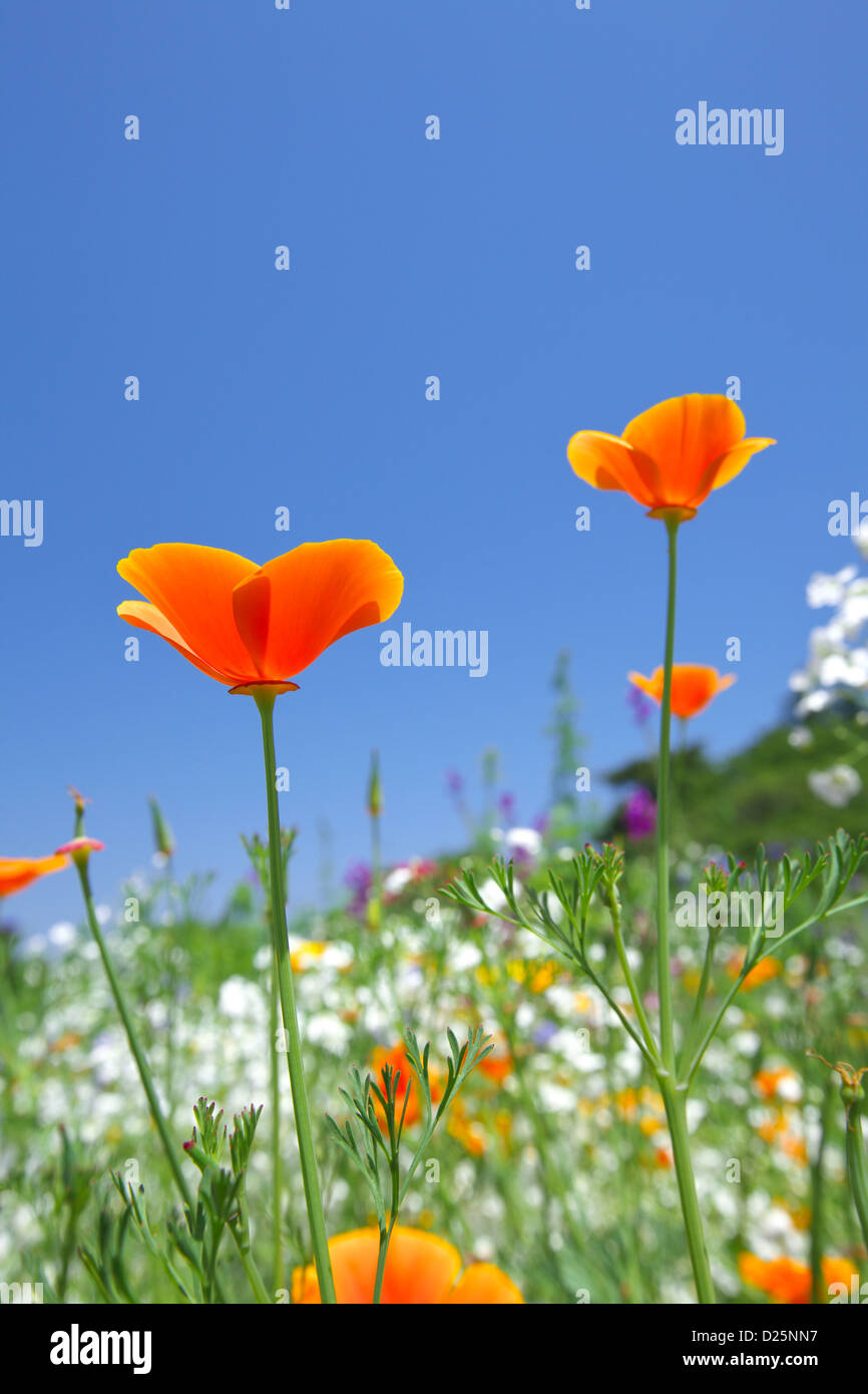 Poppy flowers and blue sky Stock Photo - Alamy