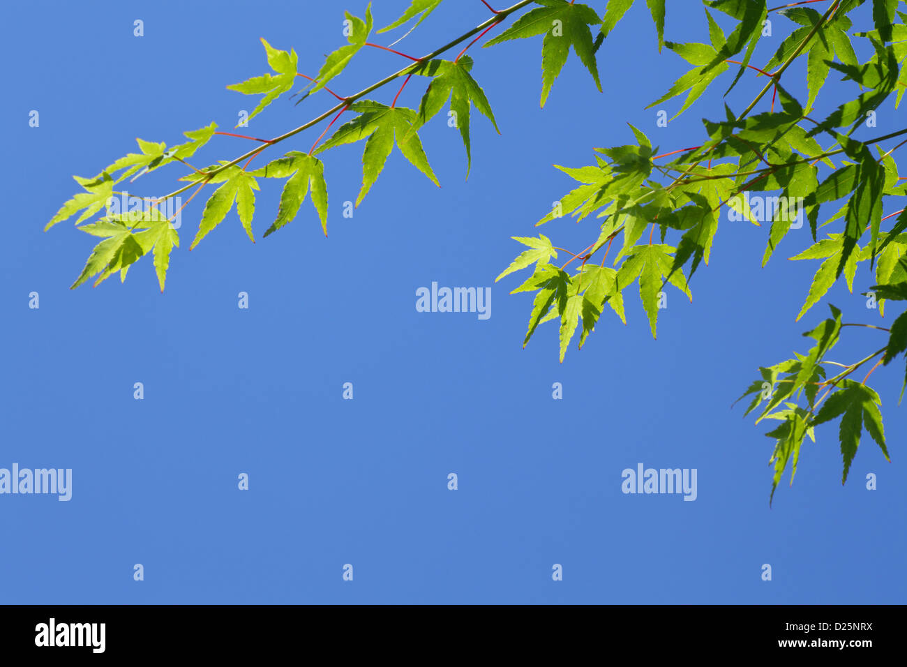 Maple green leaves and blue sky Stock Photo - Alamy