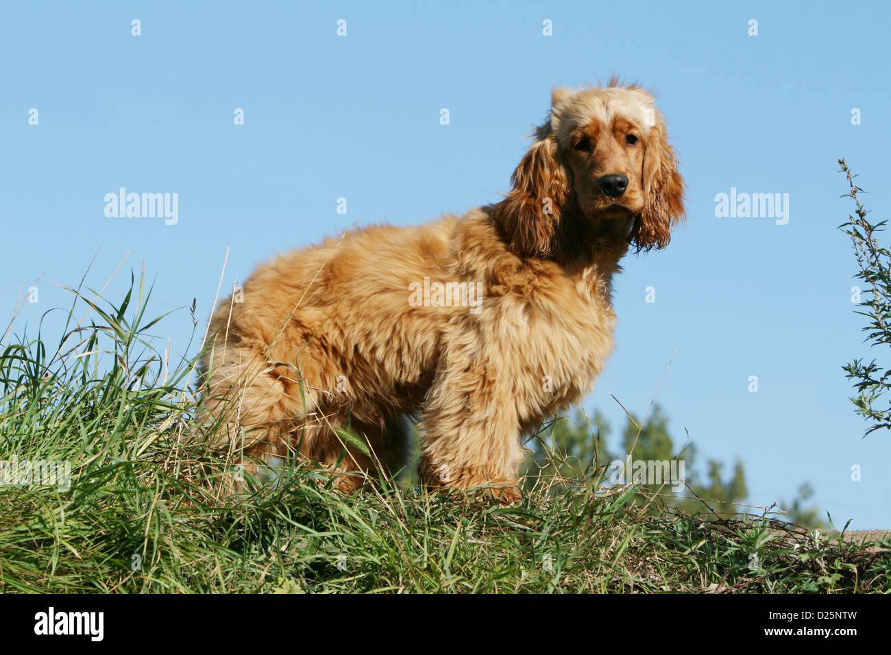 Dog English Cocker Spaniel young (red) standing in a meadow Stock Photo ...