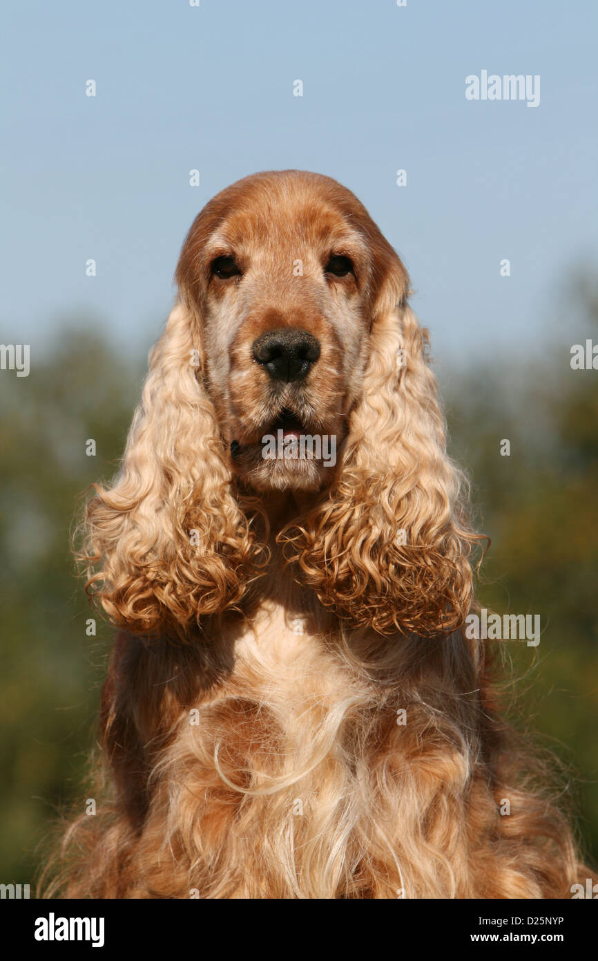 Dog English Cocker Spaniel adult (red) portrait Stock Photo