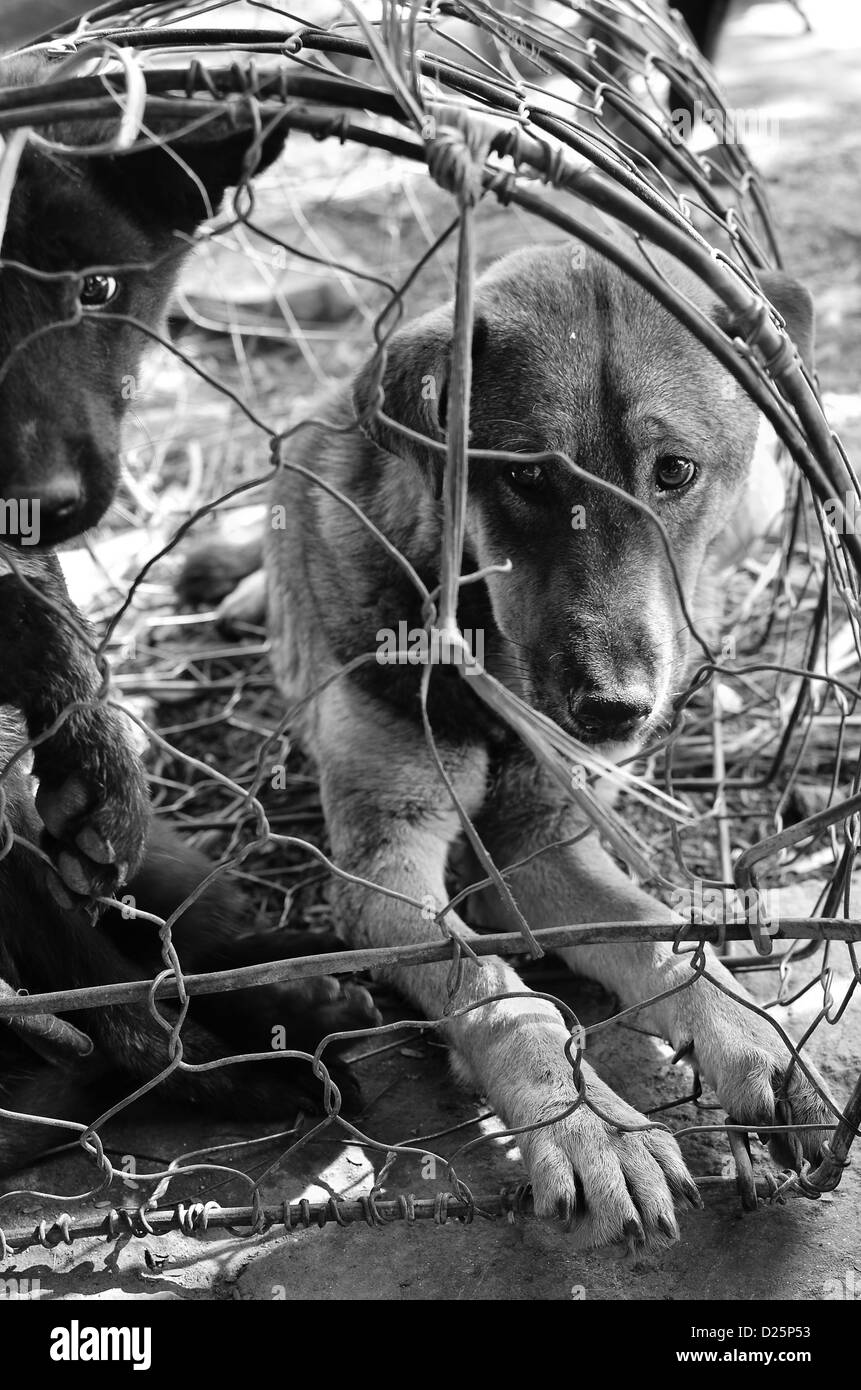 Dogs Black and White Stock Photos & Images - Alamy