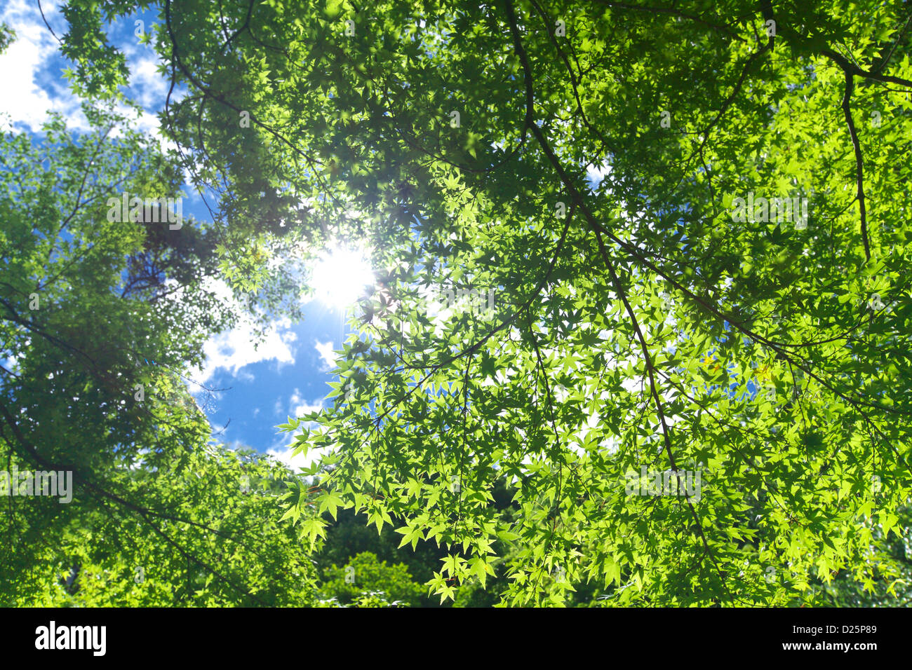 Maple green leaves and blue sky with clouds Stock Photo - Alamy