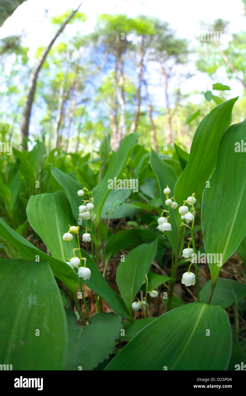 Lily of the Valley flowers Stock Photo