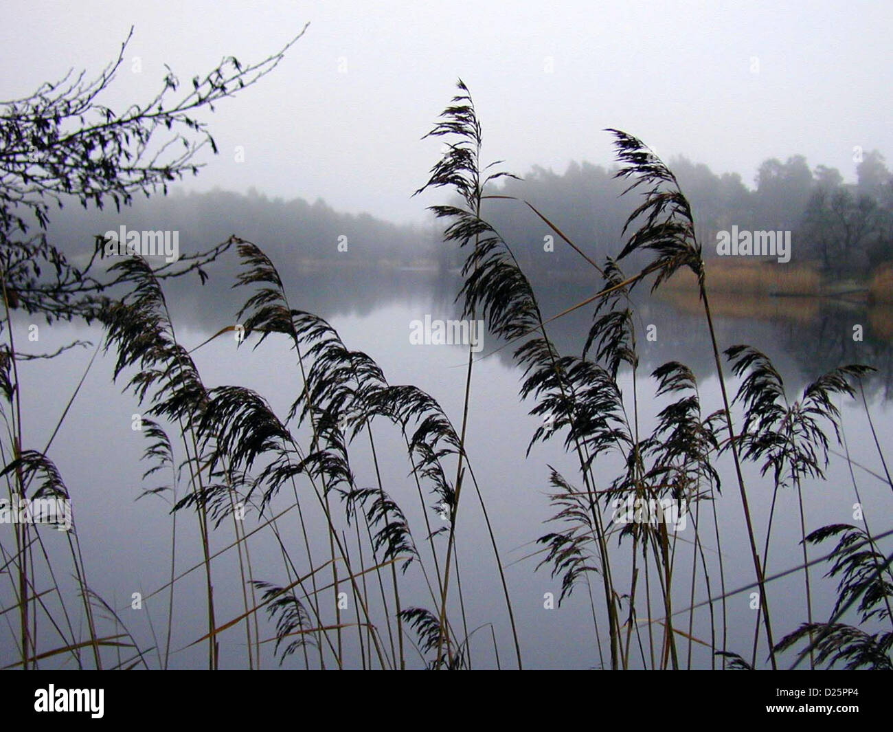 Misty November on the Stockholm archipelago Stock Photo