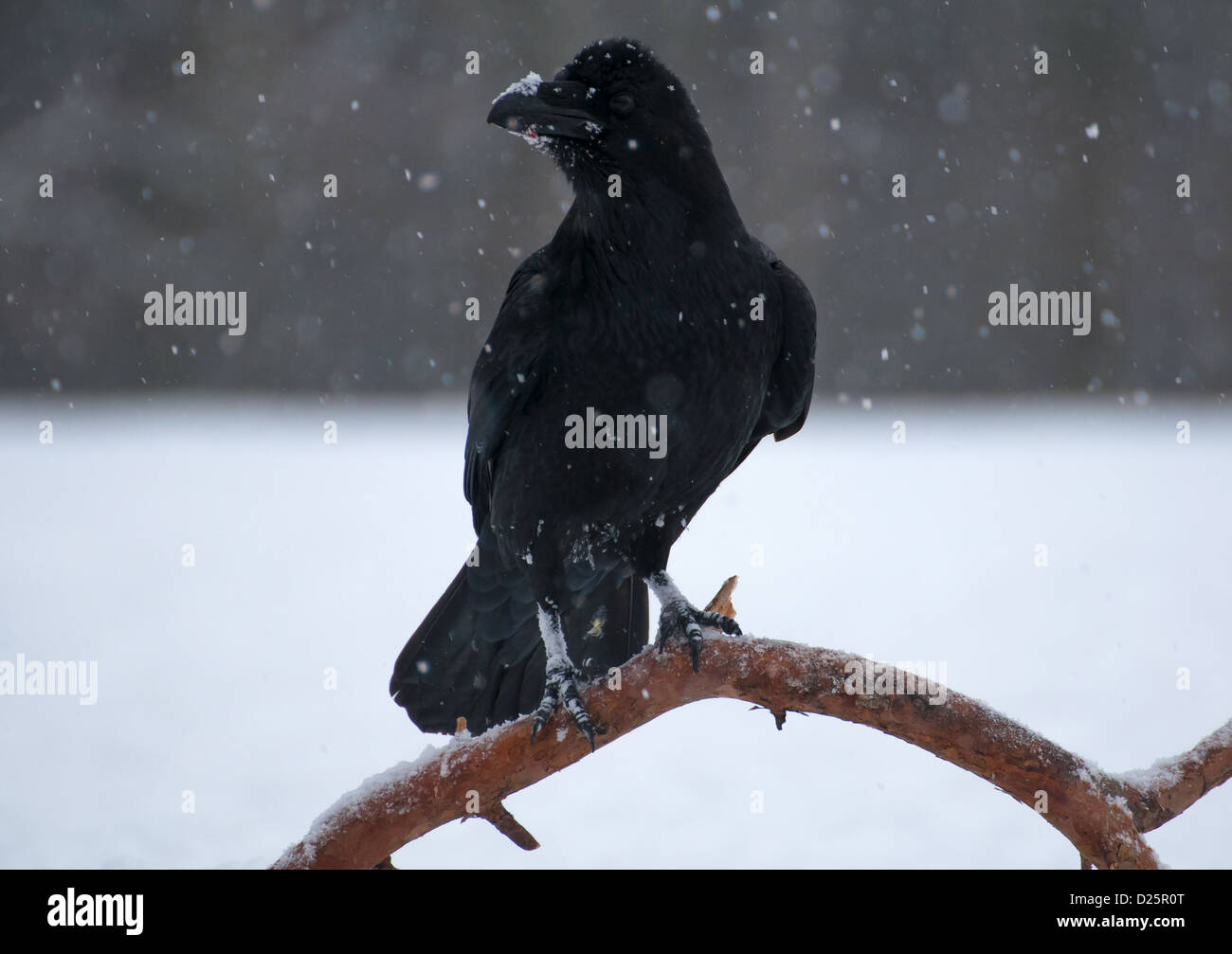 Corvus corax Corvidae Stock Photo - Alamy