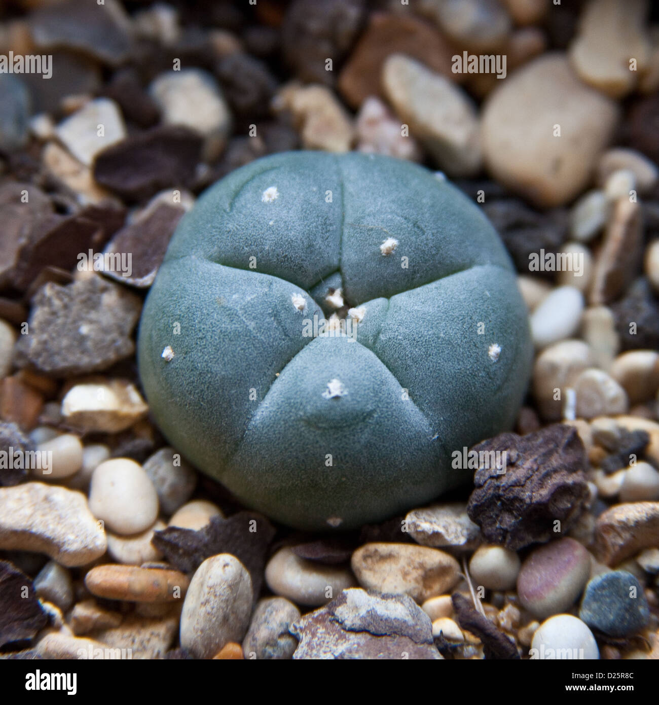 Peyote Cactus (Lophophora williamsii) containing the hallucinogenic drug mescaline. Stock Photo