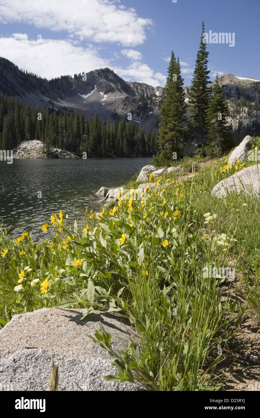 Mountain Lake with Wildflowers Stock Photo - Alamy