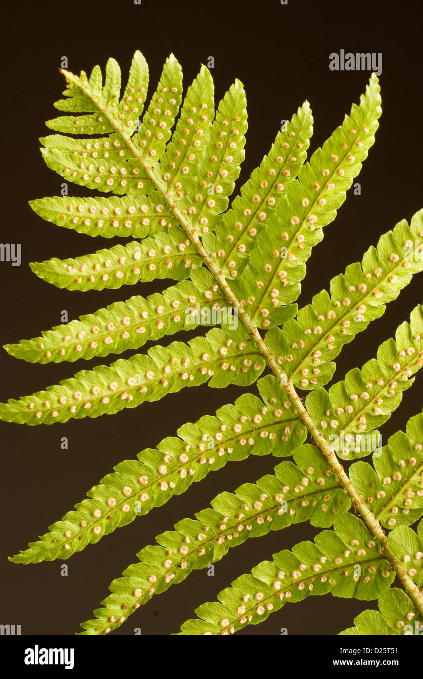 Fern Frond Close-up Stock Photo