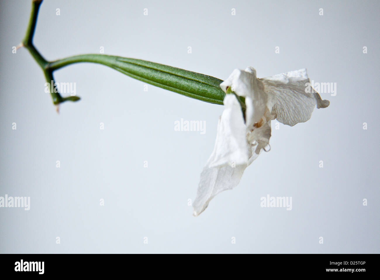 Phalaenopsis orchid seed pod Stock Photo Alamy