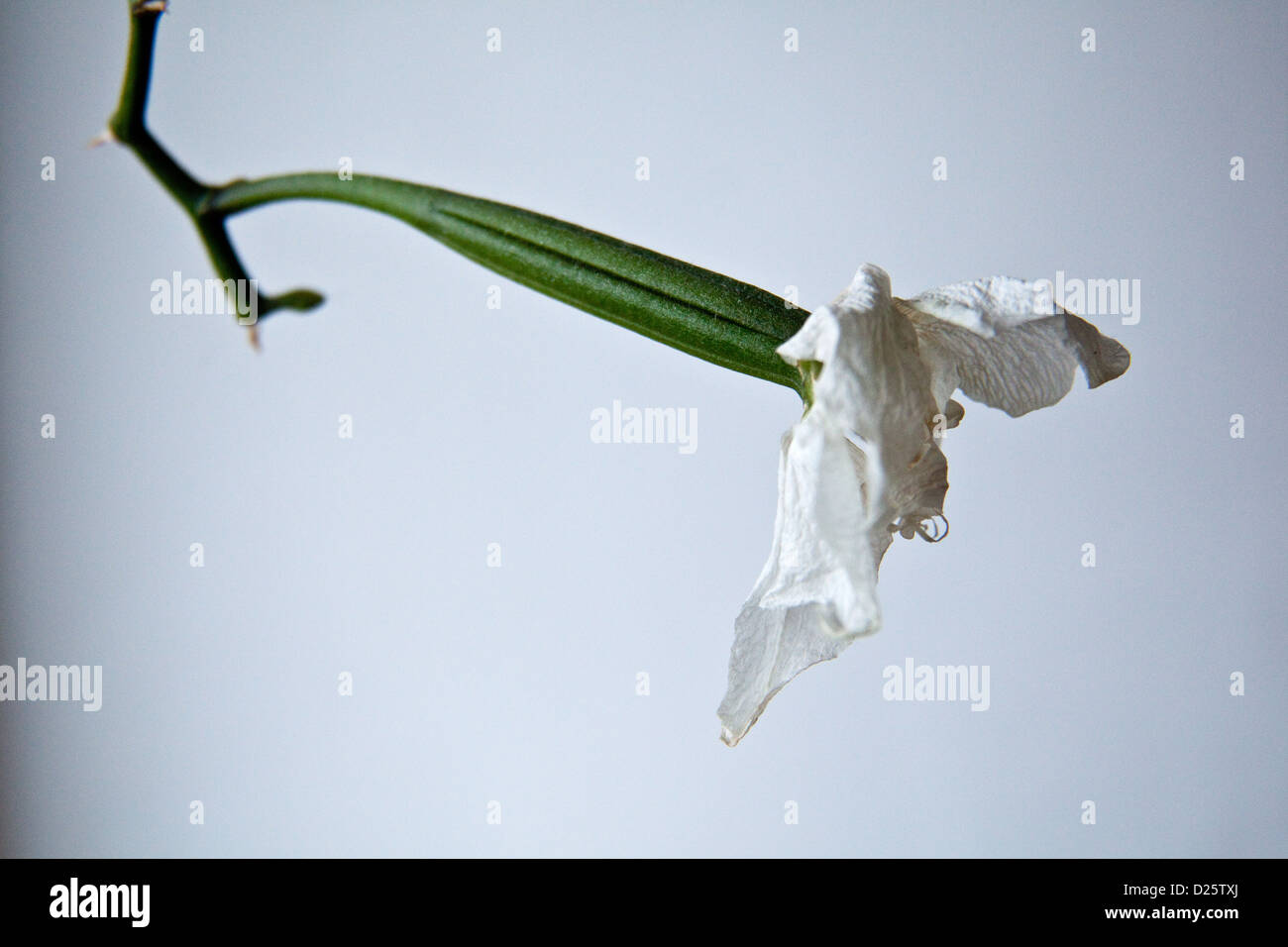 Phalaenopsis orchid seed pod Stock Photo Alamy