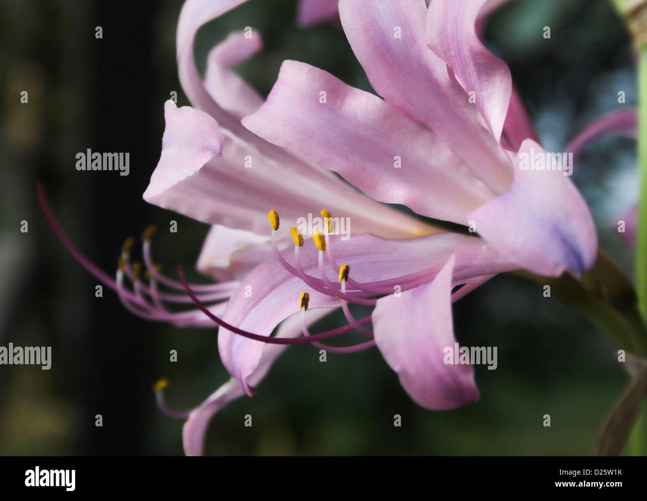 Suprise Lily (Lycoris squamigera) Stock Photo