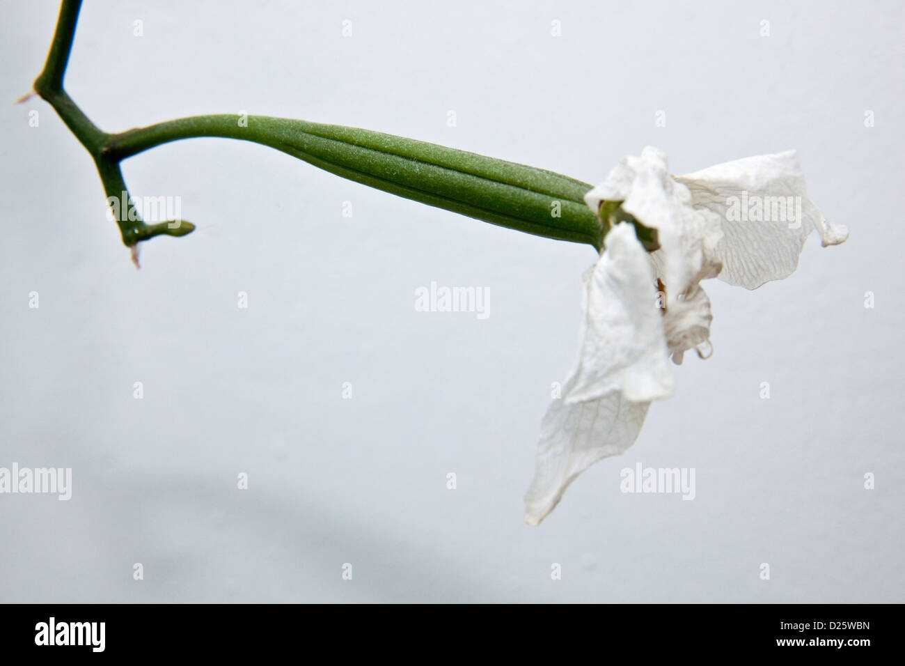 Phalaenopsis orchid seed pod Stock Photo