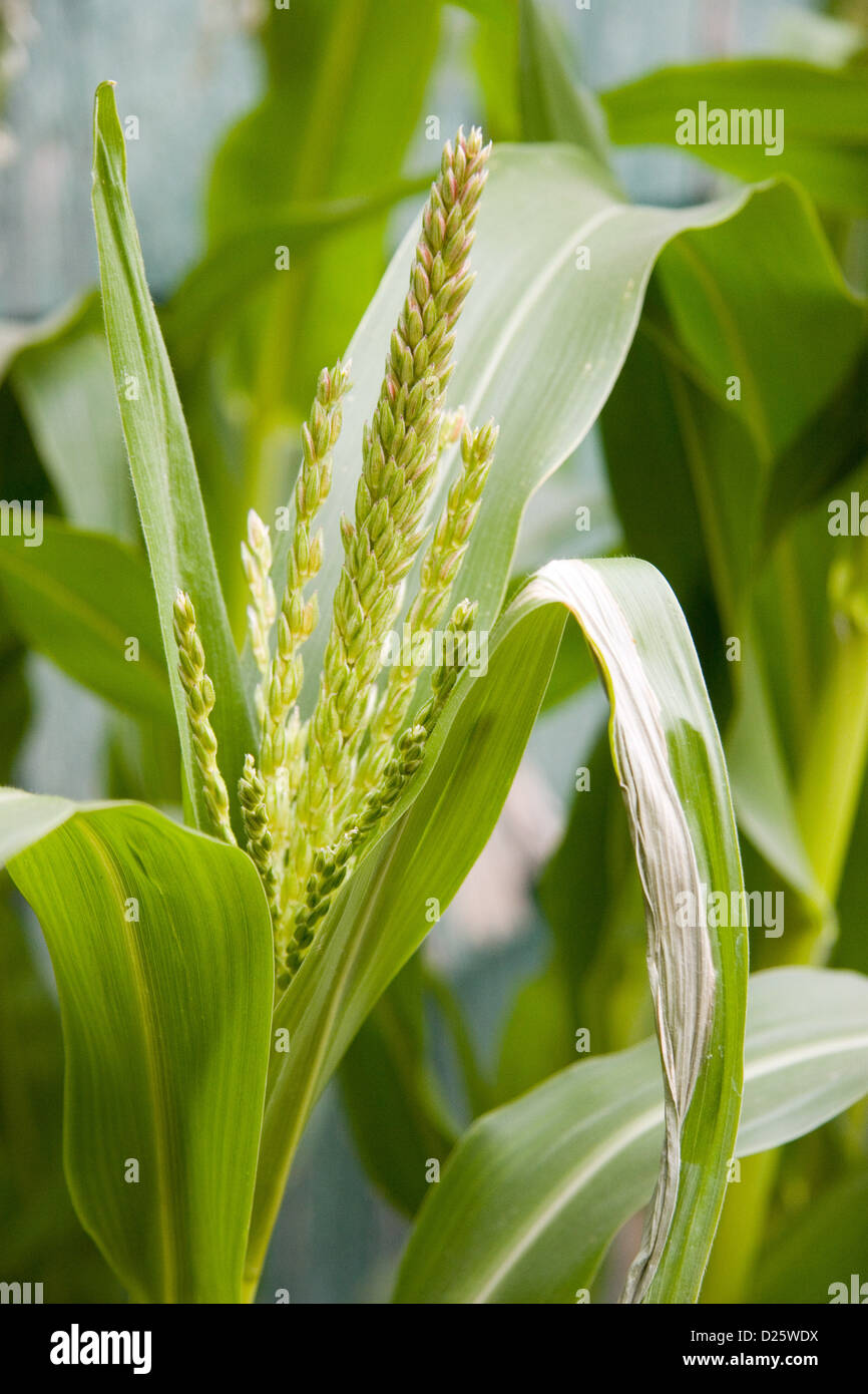 Corn Stalk Tassels Stock Photo