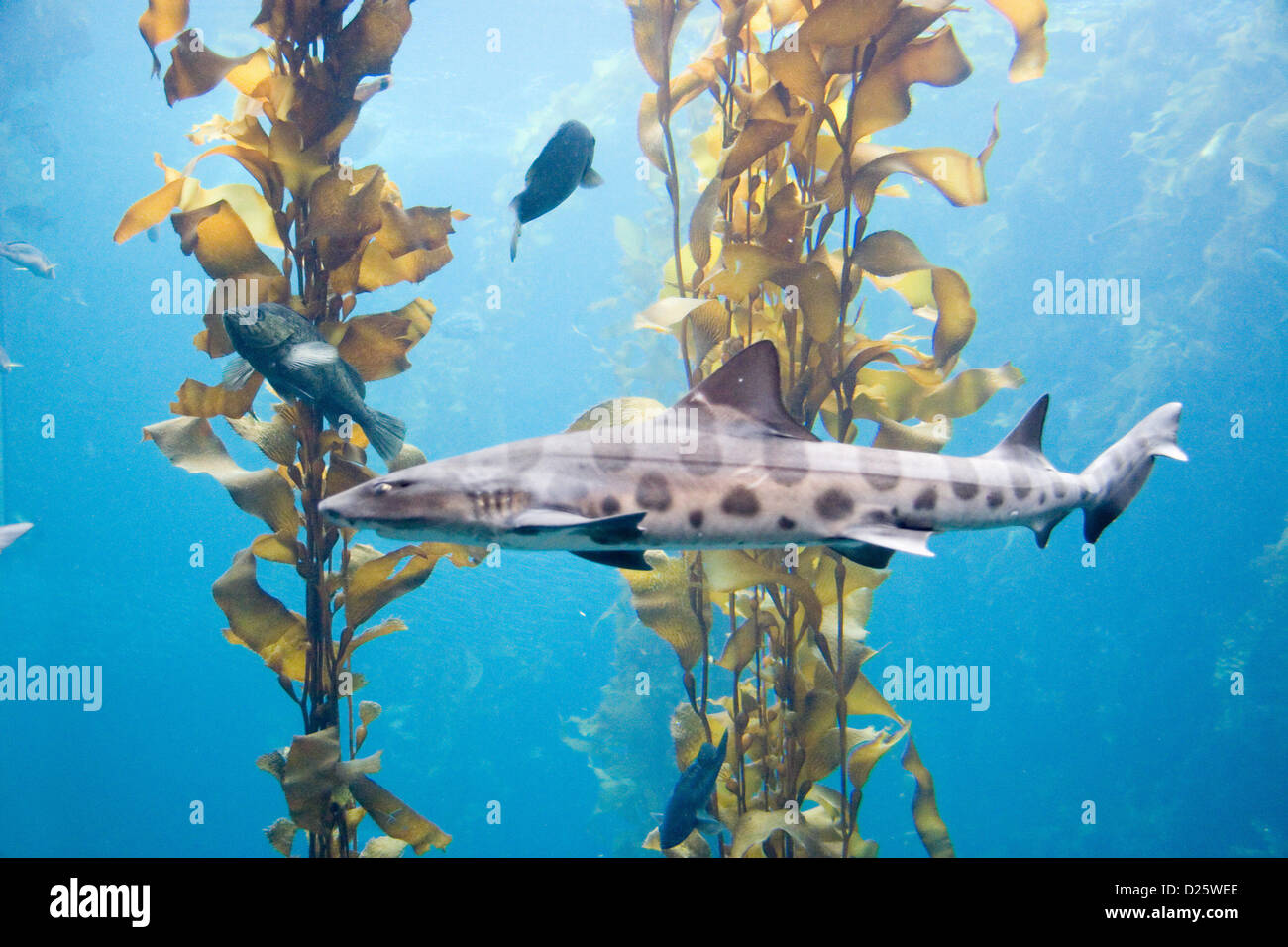 Shark On the Prowl Stock Photo