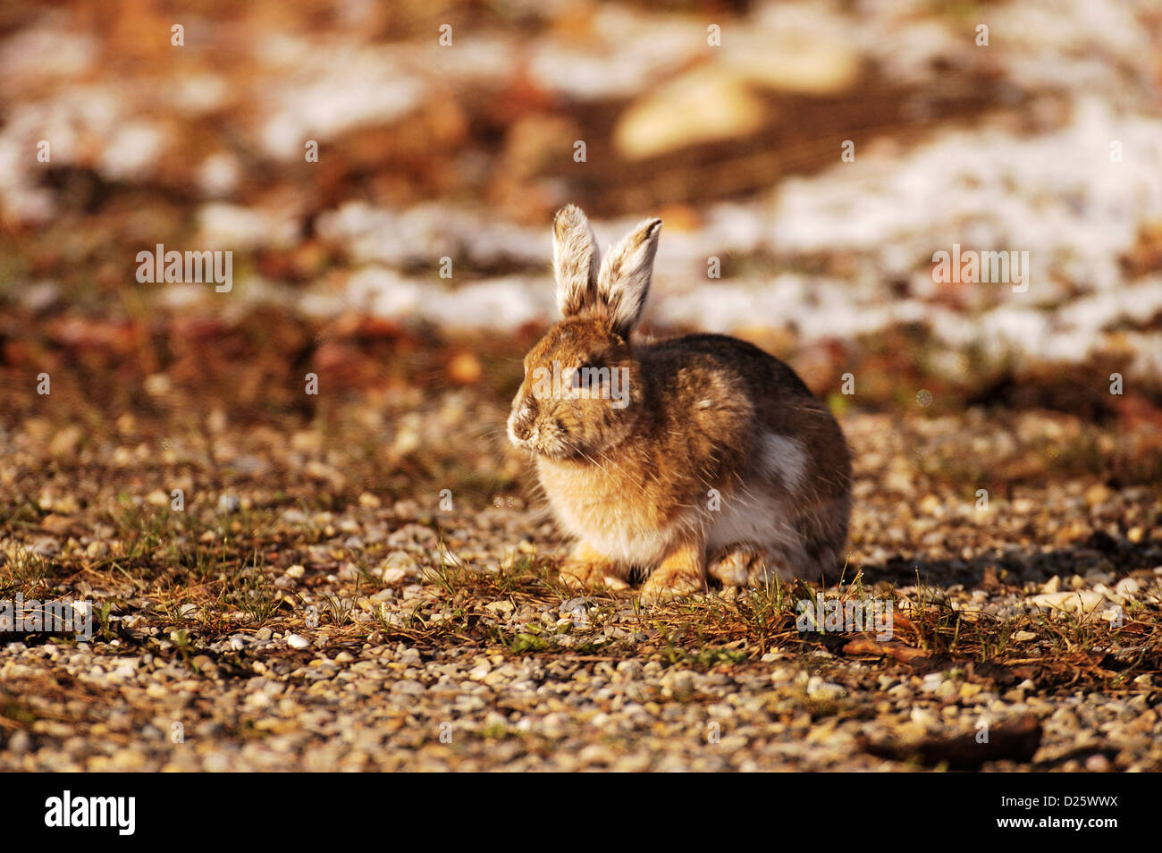 Snowshoe hare changing hires stock photography and images Alamy