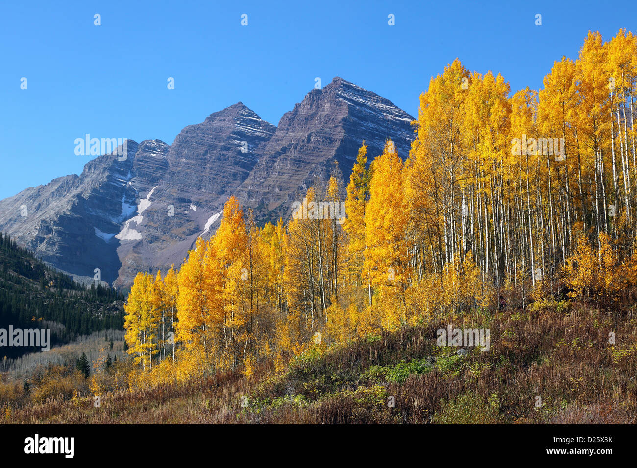 Aspen, Kebler Pass, Crested Butte, Colorado, USA Stock Photo Alamy