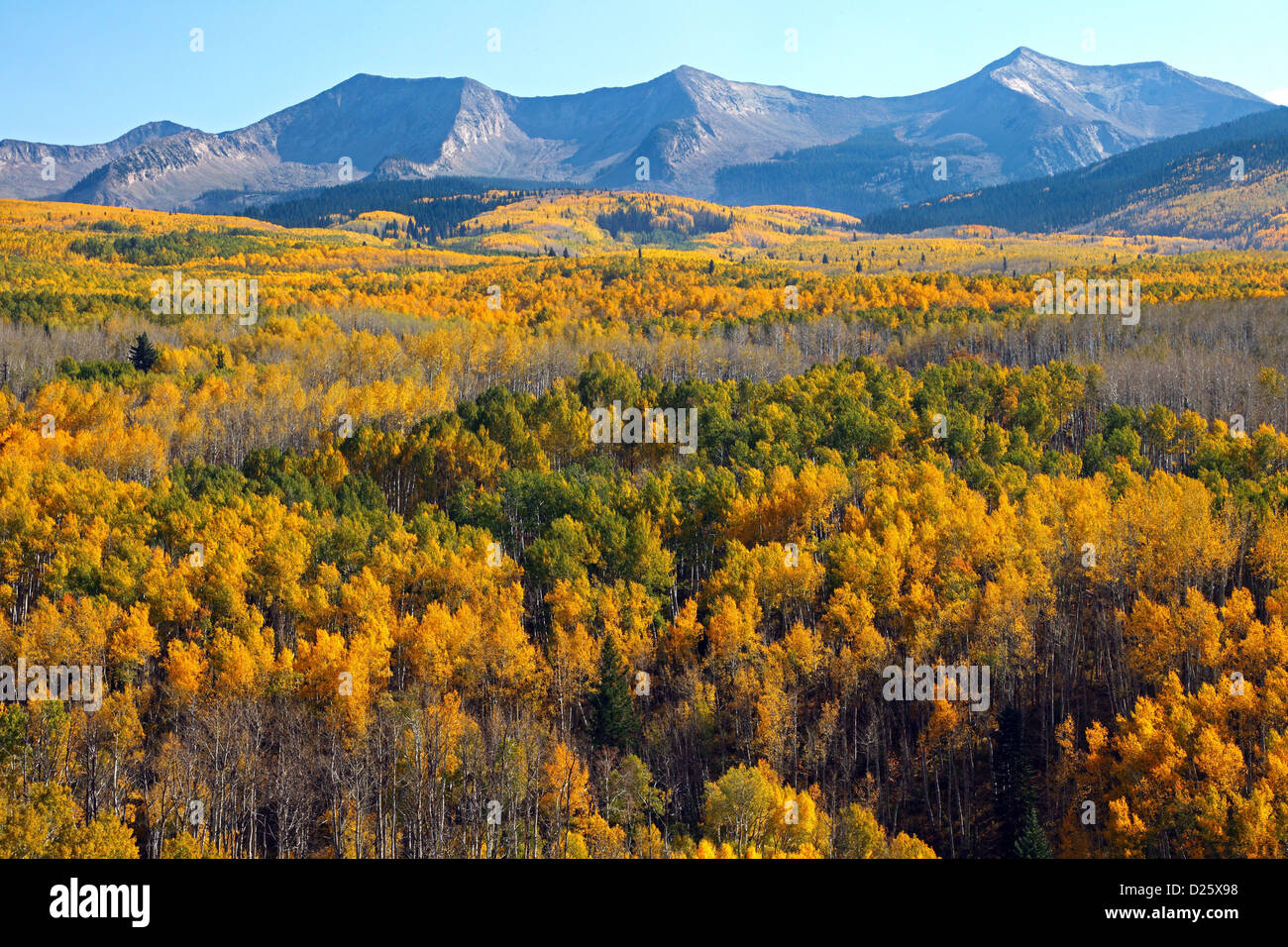 Kebler Pass, yellow Aspen, Crested Butte, CO, USA Stock Photo Alamy