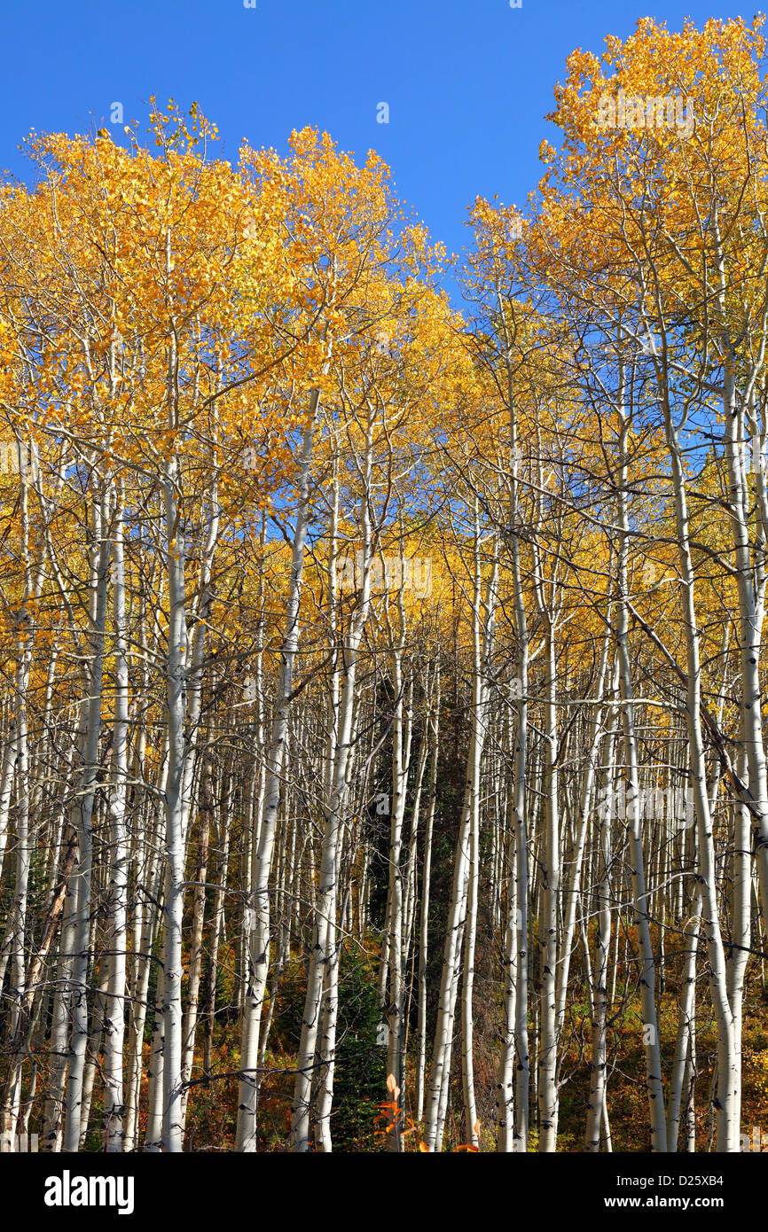 Aspen, Kebler Pass, Crested Butte, Colorado, USA Stock Photo Alamy