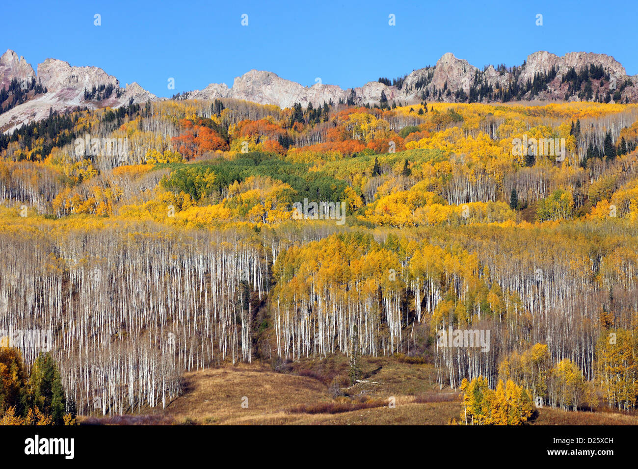 Kebler Pass, yellow Aspen, Crested Butte, CO, USA Stock Photo Alamy
