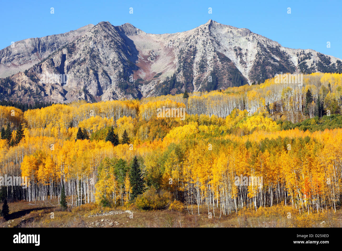 Kebler Pass, yellow Aspen, Crested Butte, CO, USA Stock Photo Alamy