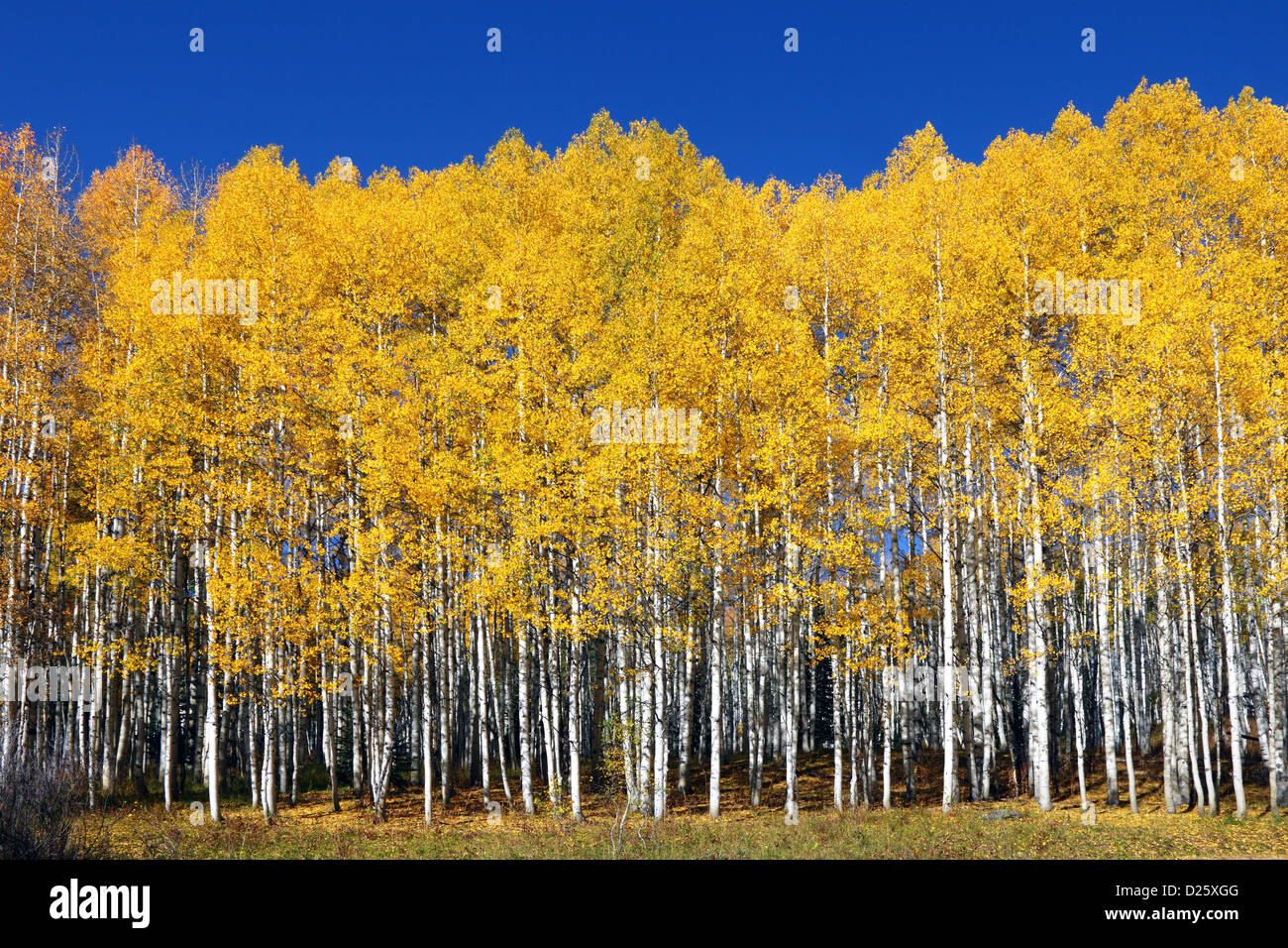 Aspen, Kebler Pass, Crested Butte, Colorado, USA Stock Photo Alamy