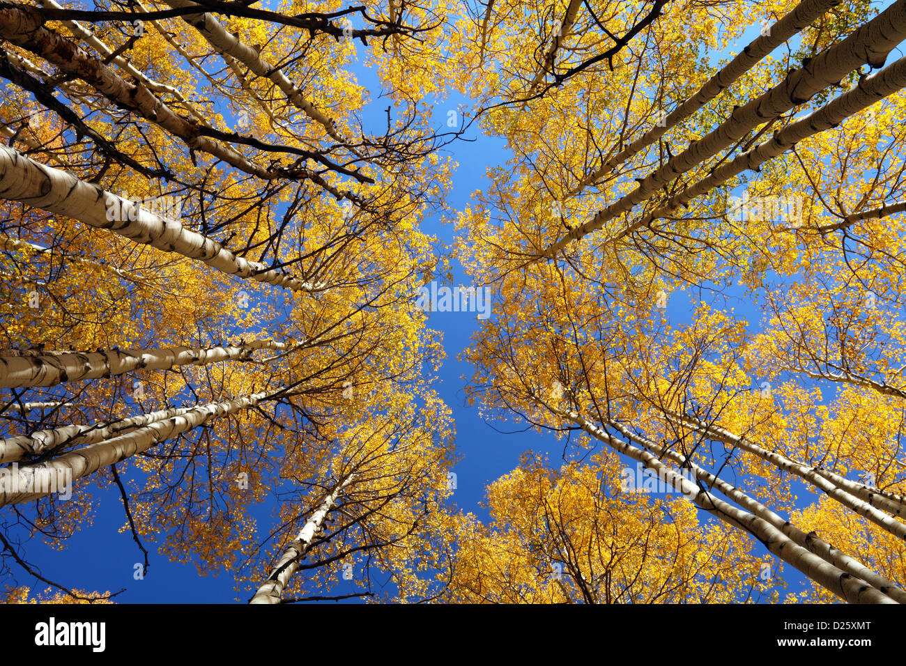 Aspen, Kebler Pass, Crested Butte, Colorado, USA Stock Photo Alamy